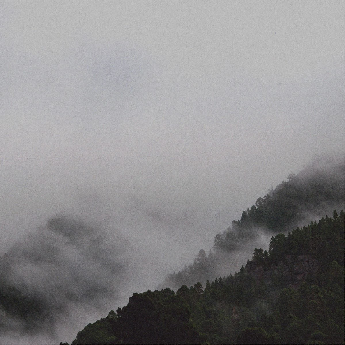 Liath — photo 3